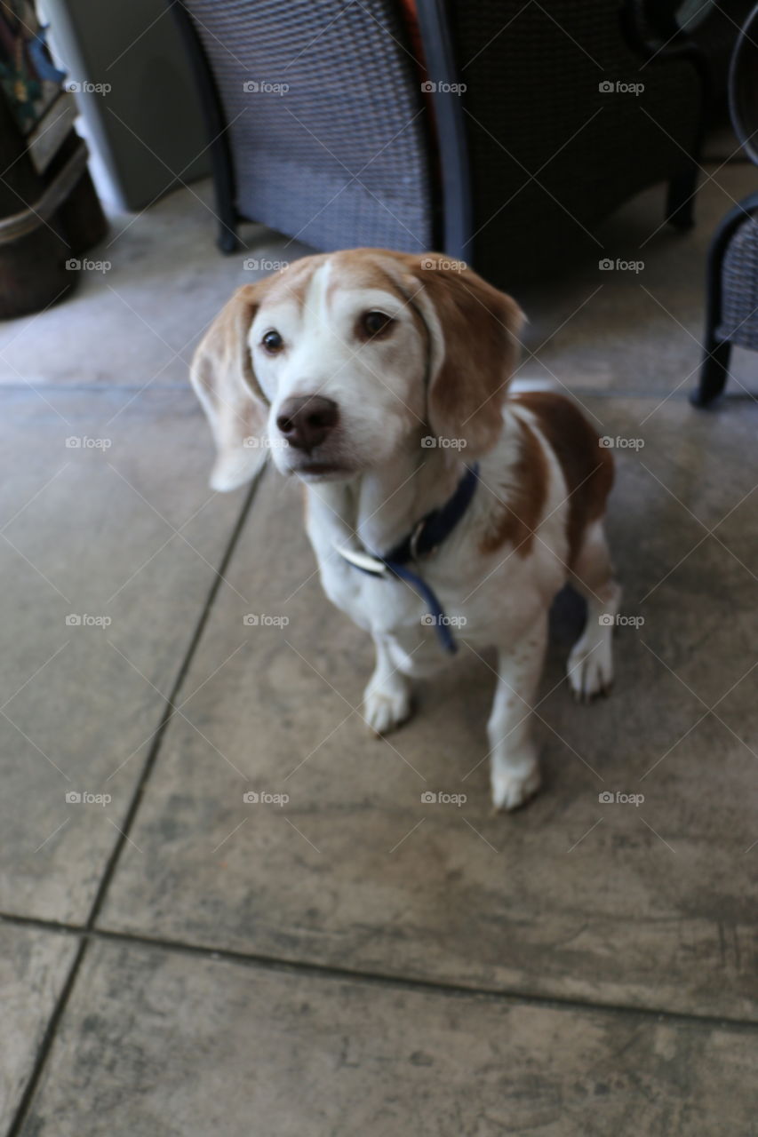 Billy the beagle patiently waiting on a treat