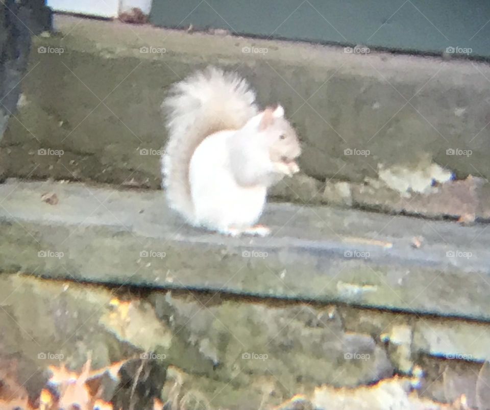 White Squirrel 