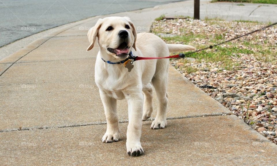 Puppy Labrador 