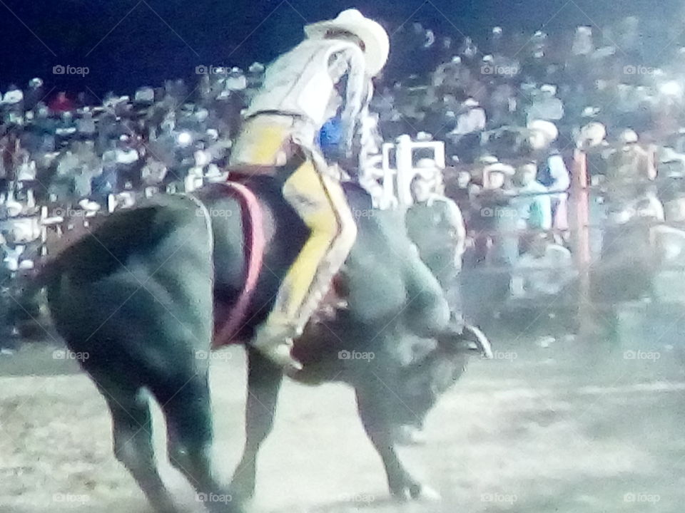 jaripeo