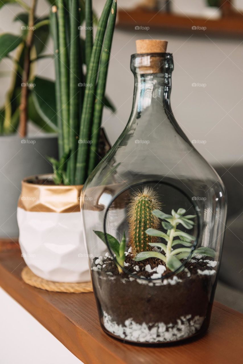 Succulent plants growing in glass plant terrarium on shelf in living room
