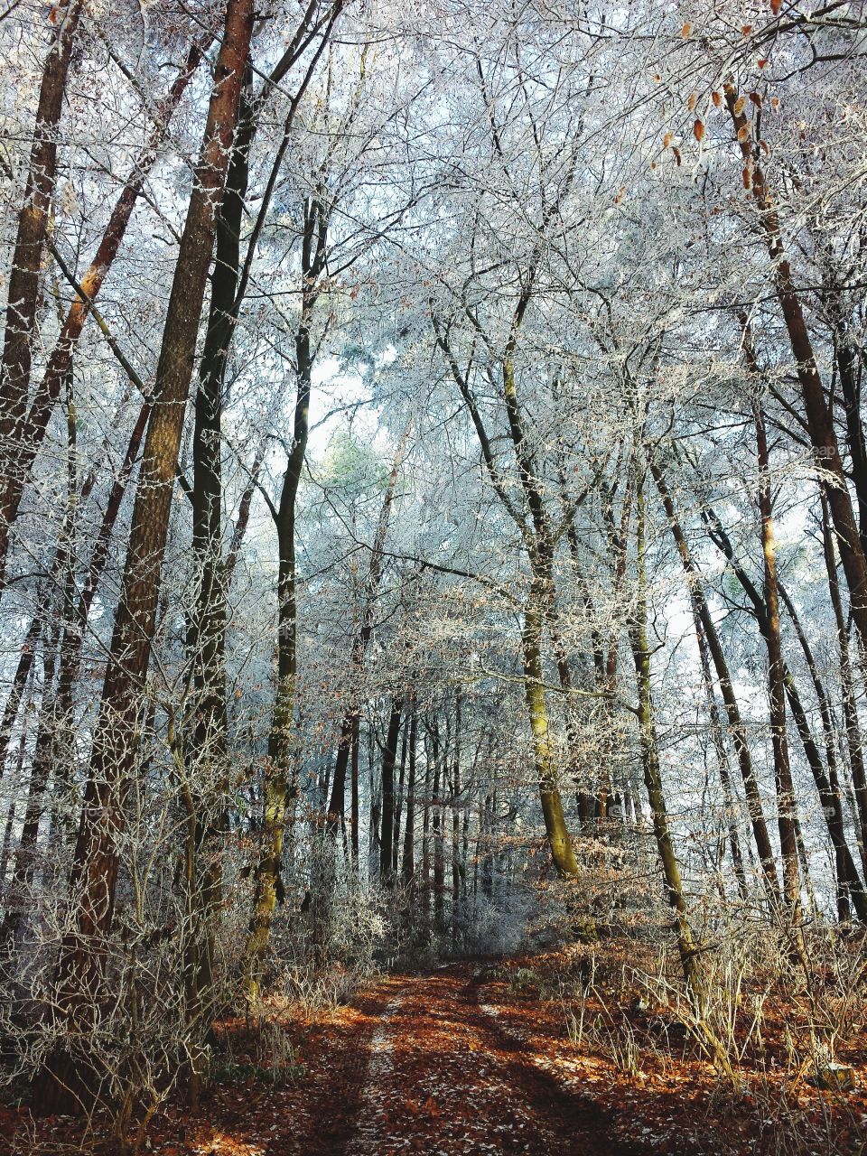 wintertrees in winterforest