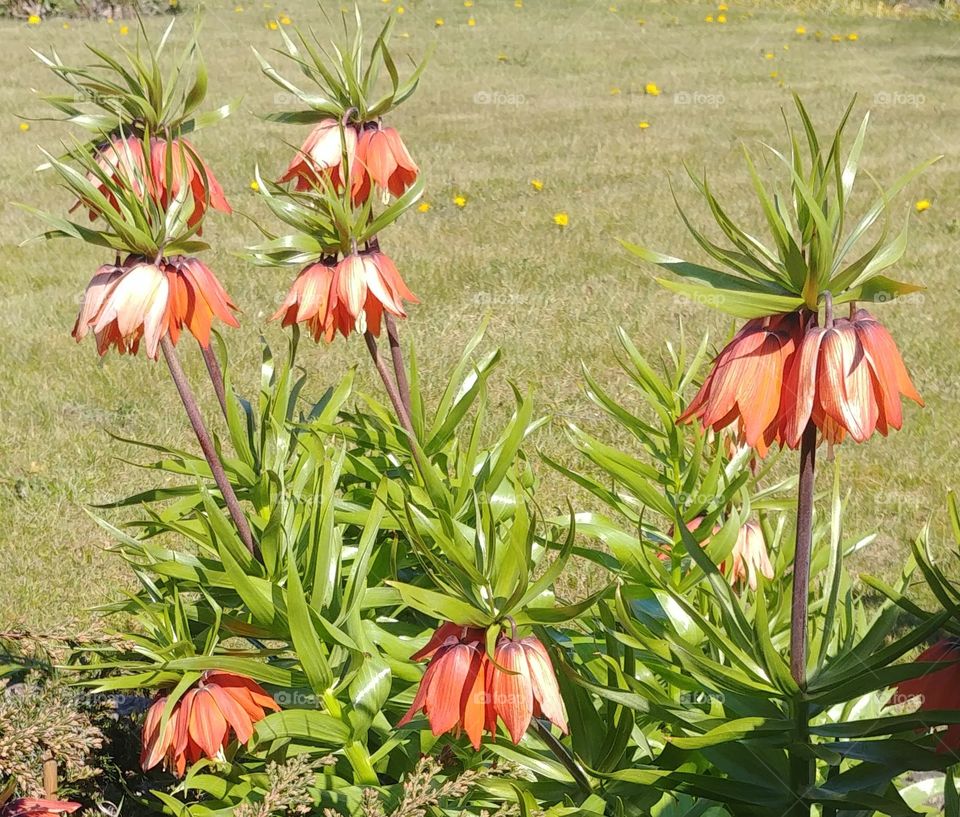 glocken blume rot wiese