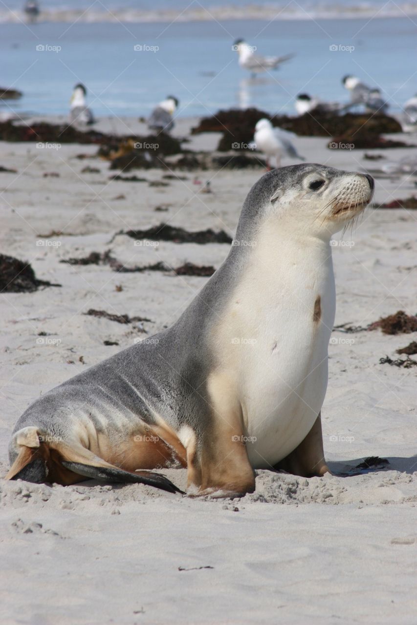 Sea lion