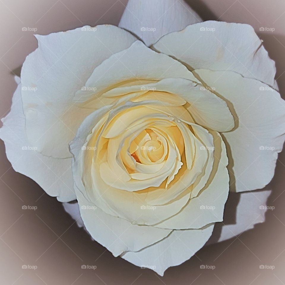 Birth of a Rose