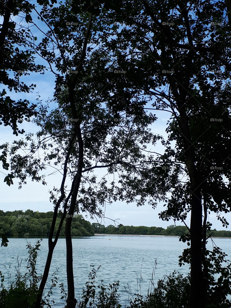 A Lake Between Trees