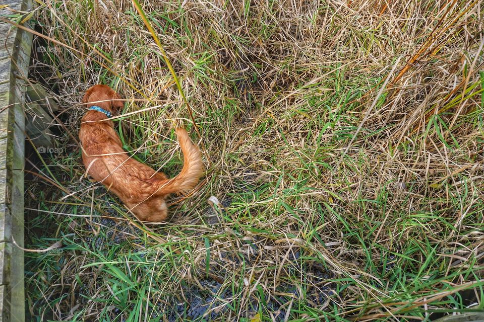 High angle view of dog