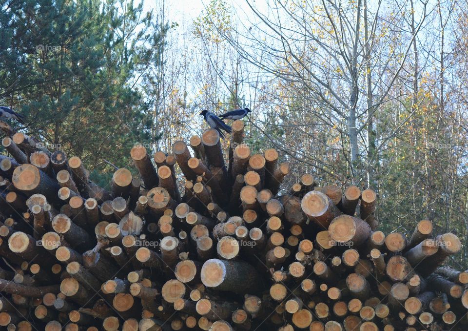 round beautiful texture wooden cut trees