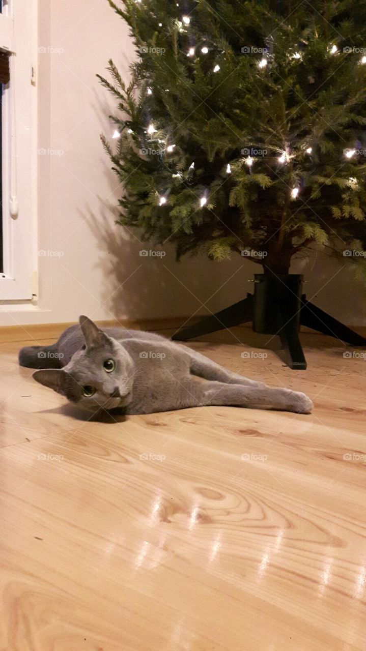 Cats like a Christmas tree