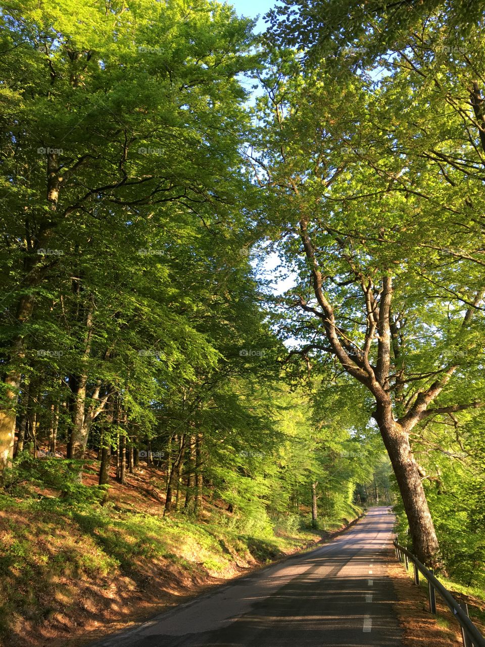 Road with trees