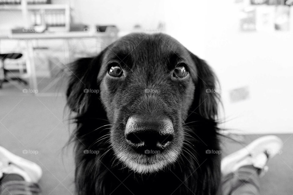 white black dog portrait by mary-schneider