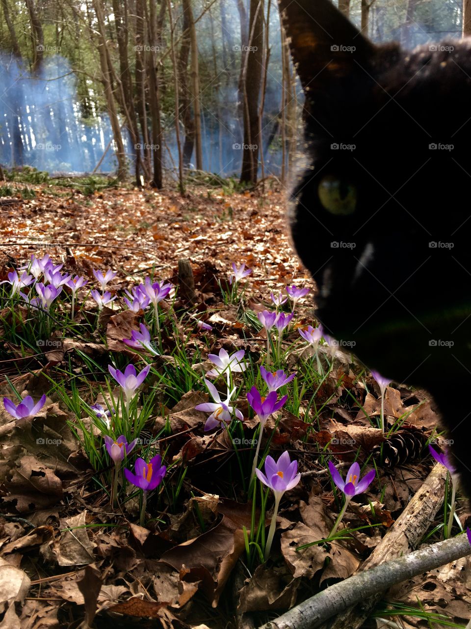 Crocus growing in woods, cat peeked in too.