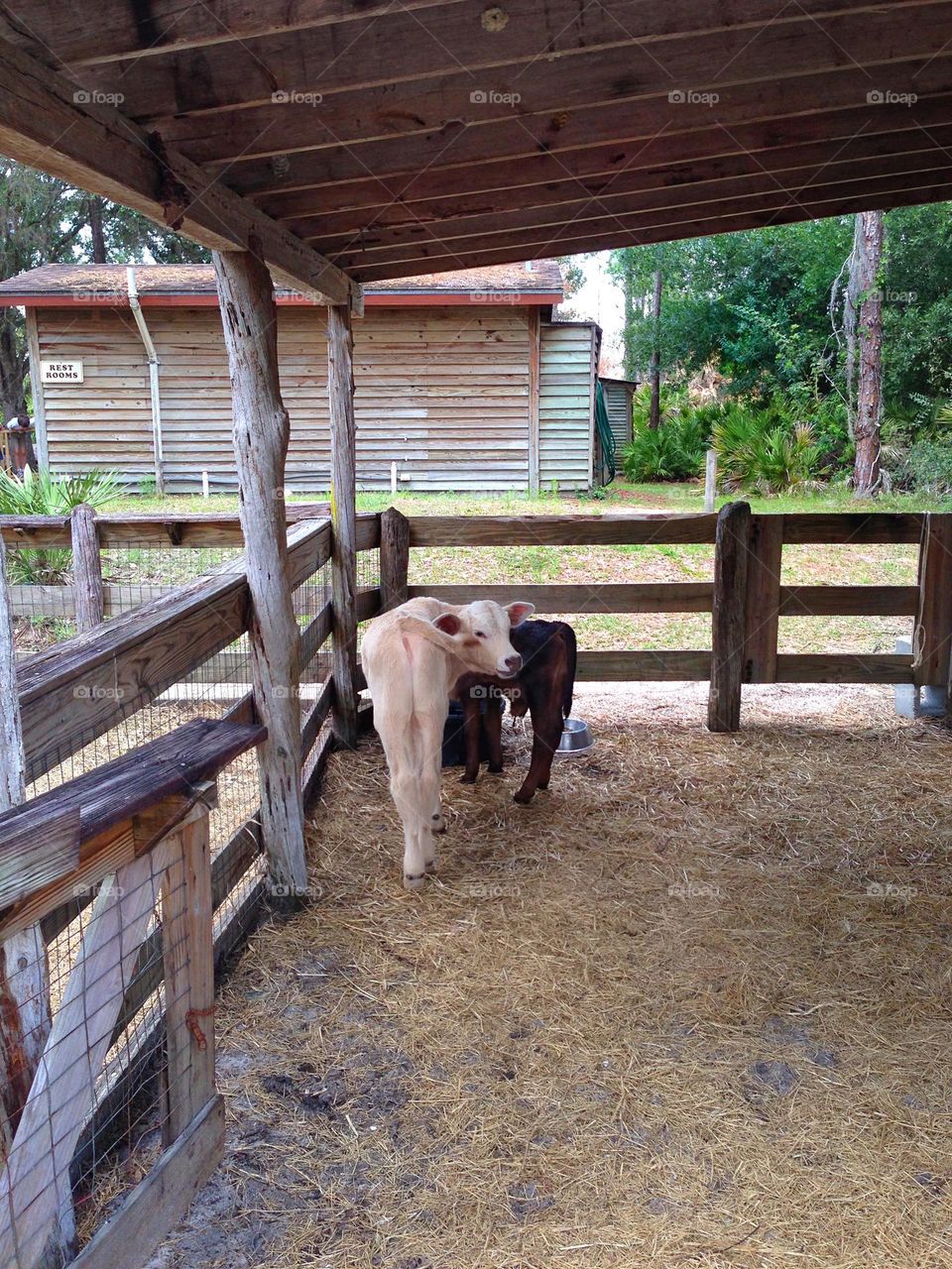 Wooden corral for 2 baby calves.