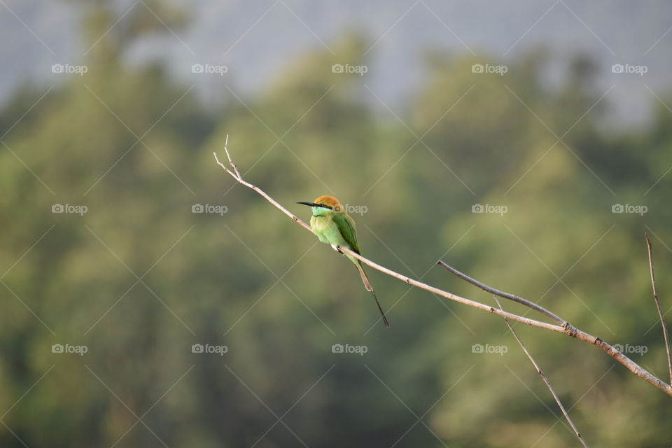 small bee eater bird on twig