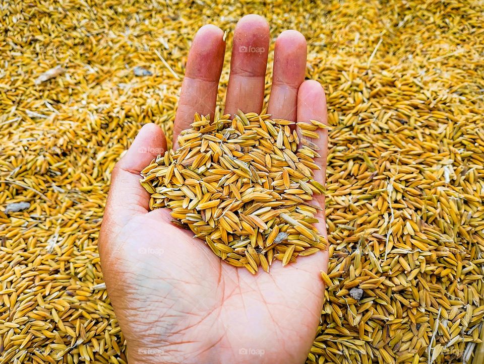 November and December are harvest time.