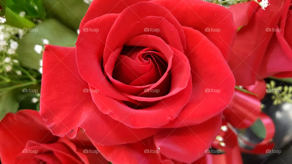 petals