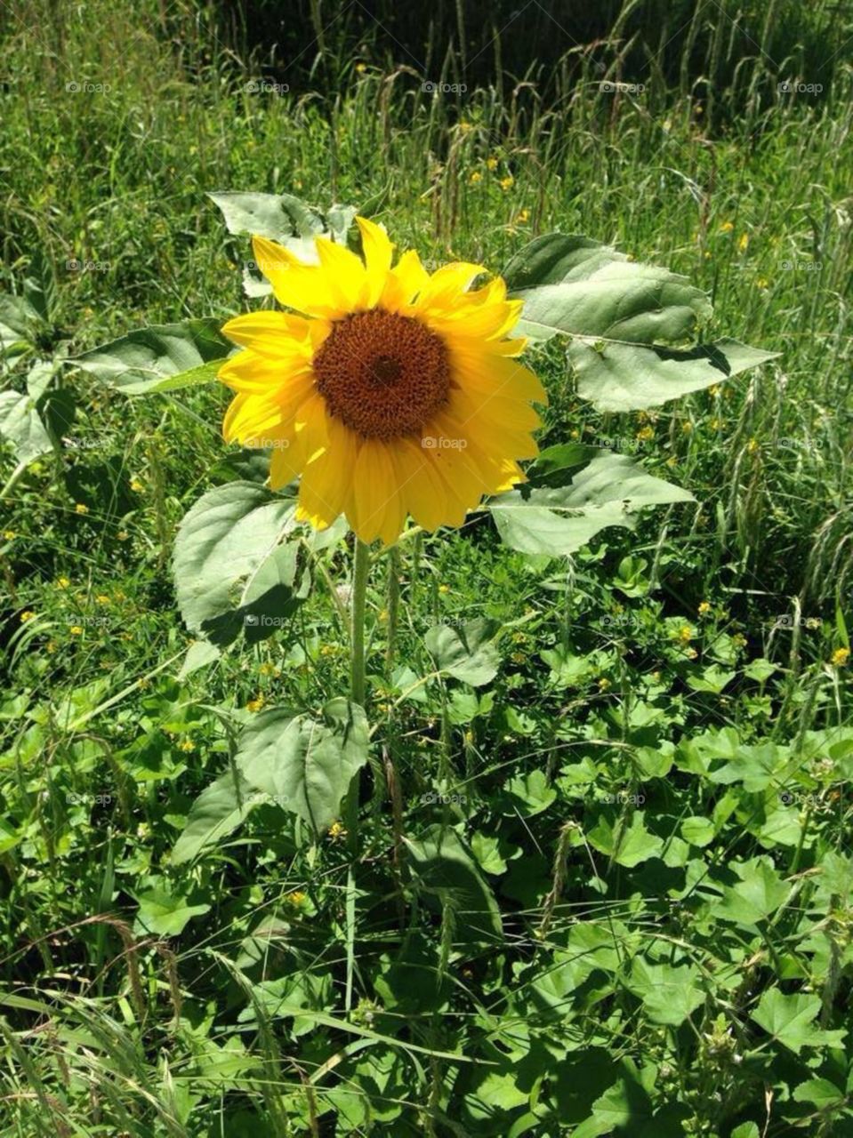 Sunflower is bright