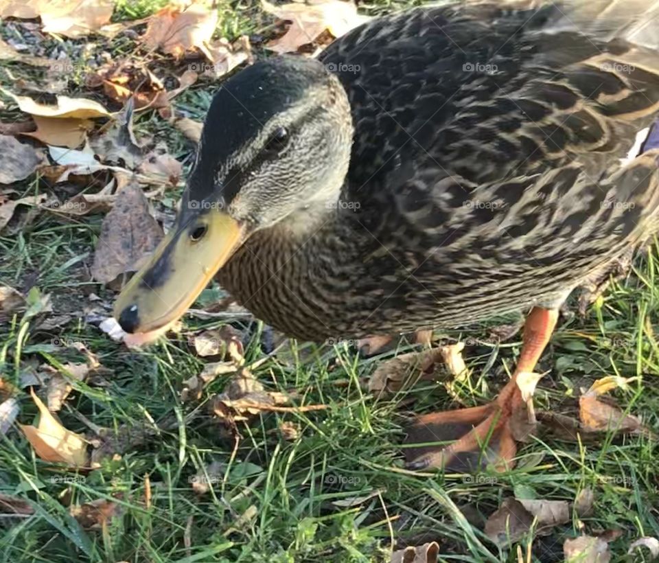 Closeup of a duck