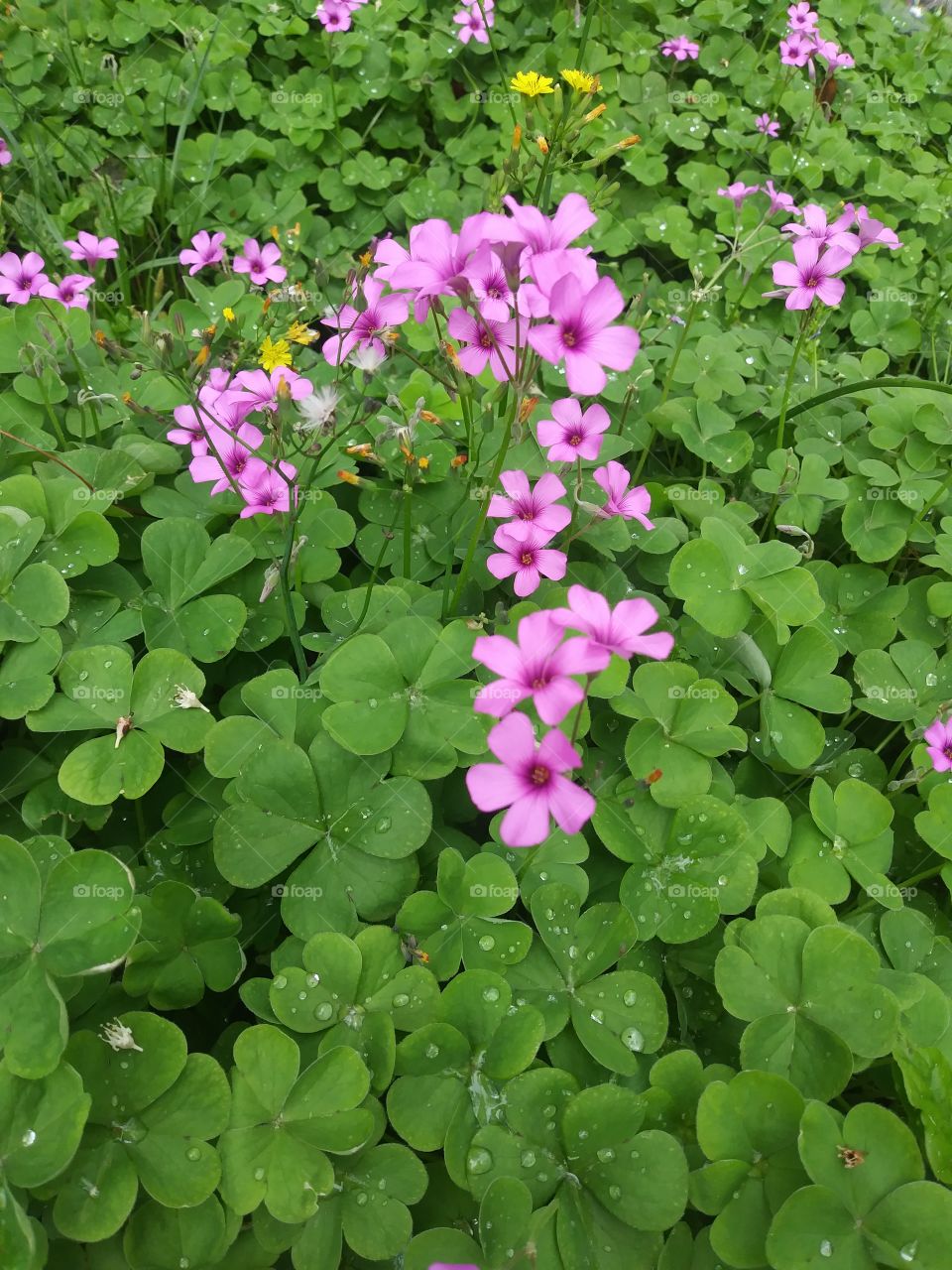 purple flowers and clovers