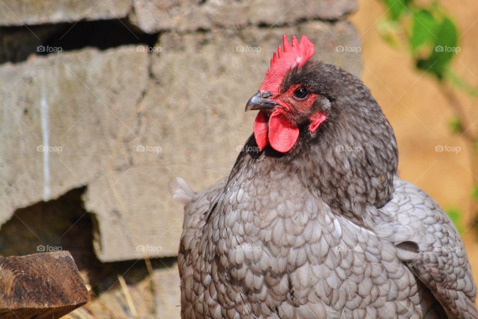 Bird, Nature, No Person, Animal, Wildlife