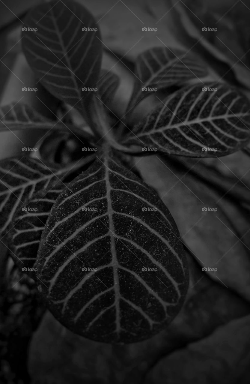 black and white. leaves. leaf.