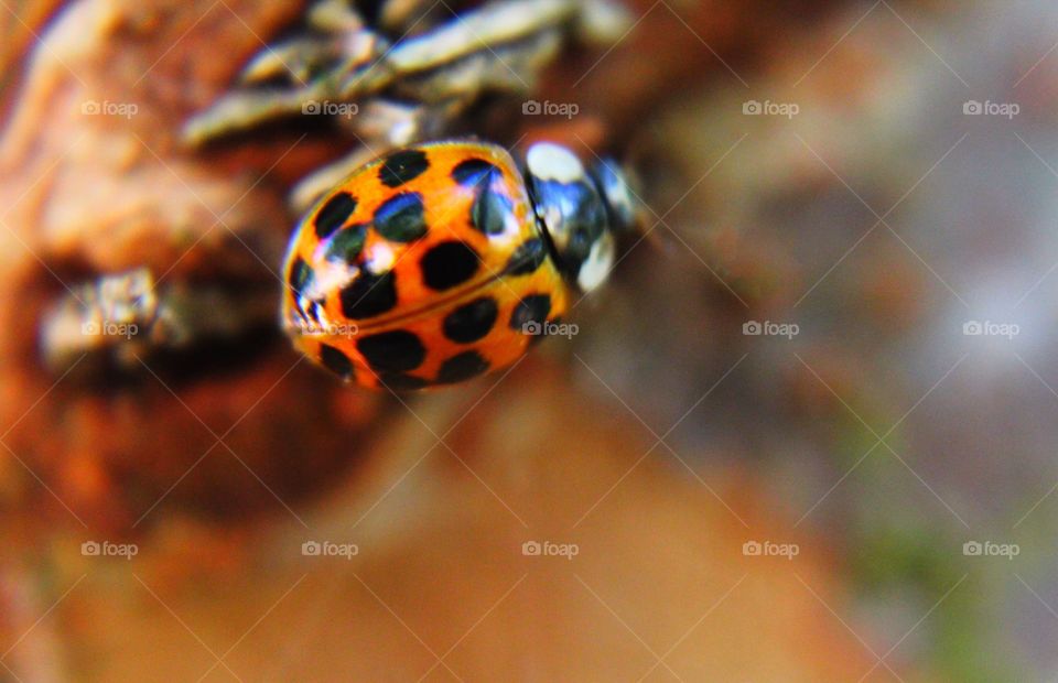 Ladybug on bark