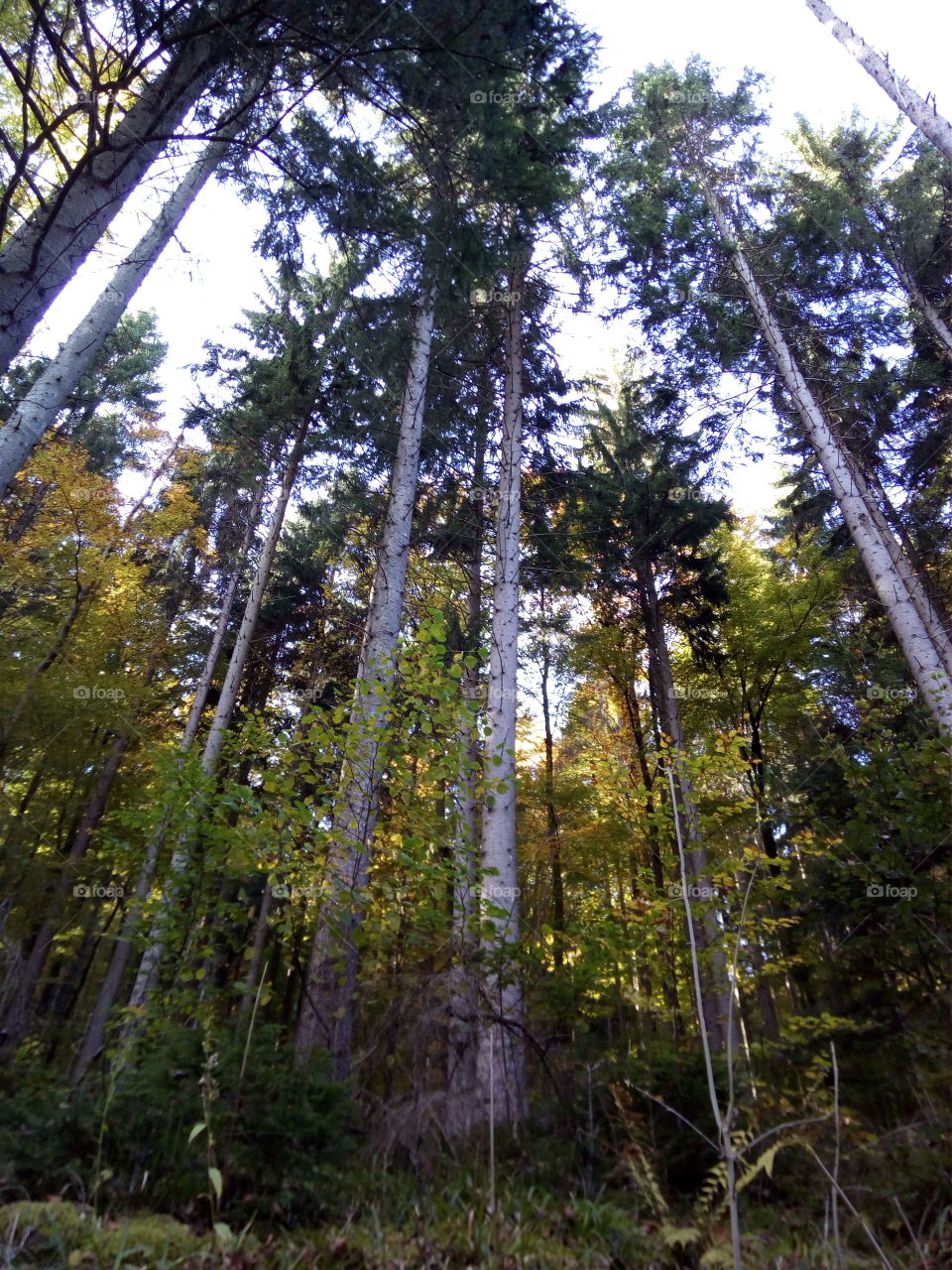 Sonne in Schwarzwald