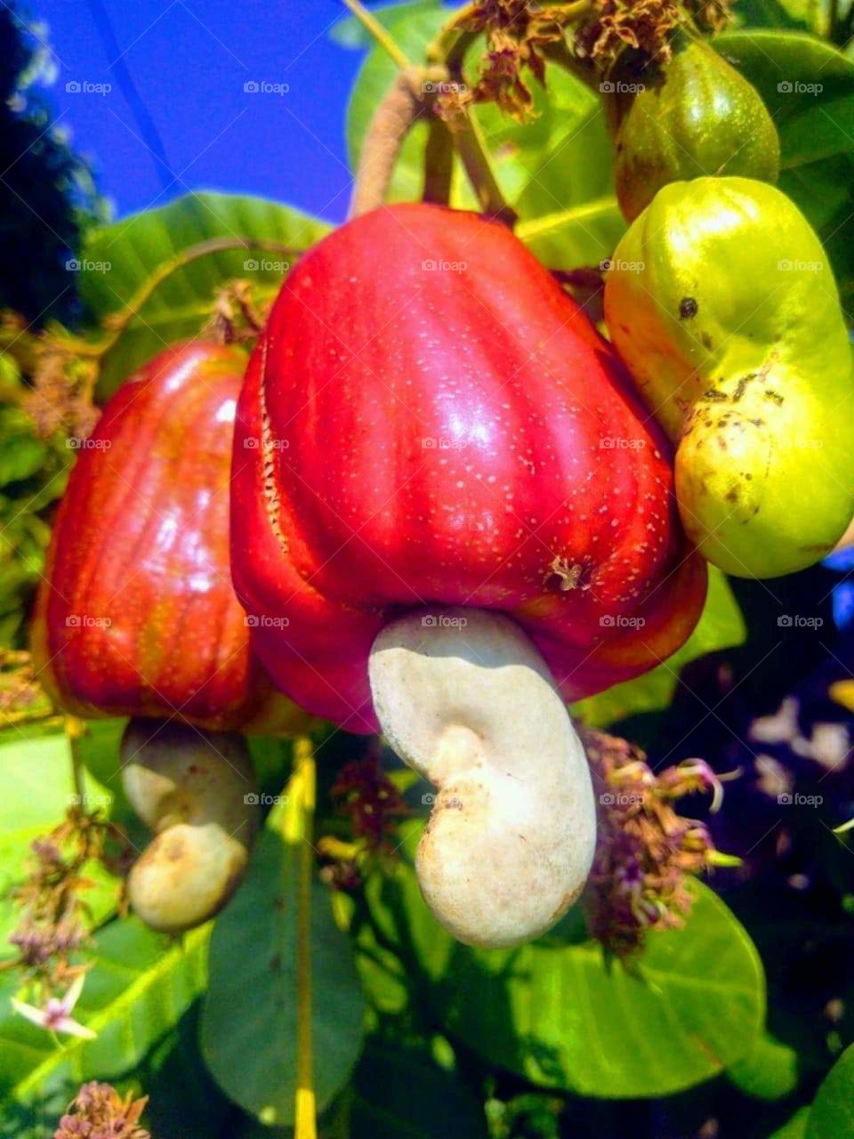 Fruit tropical (cajú) is good for you end for my 😋😋