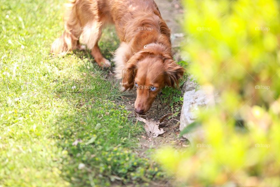 Dachshund sniffing ground during a walk