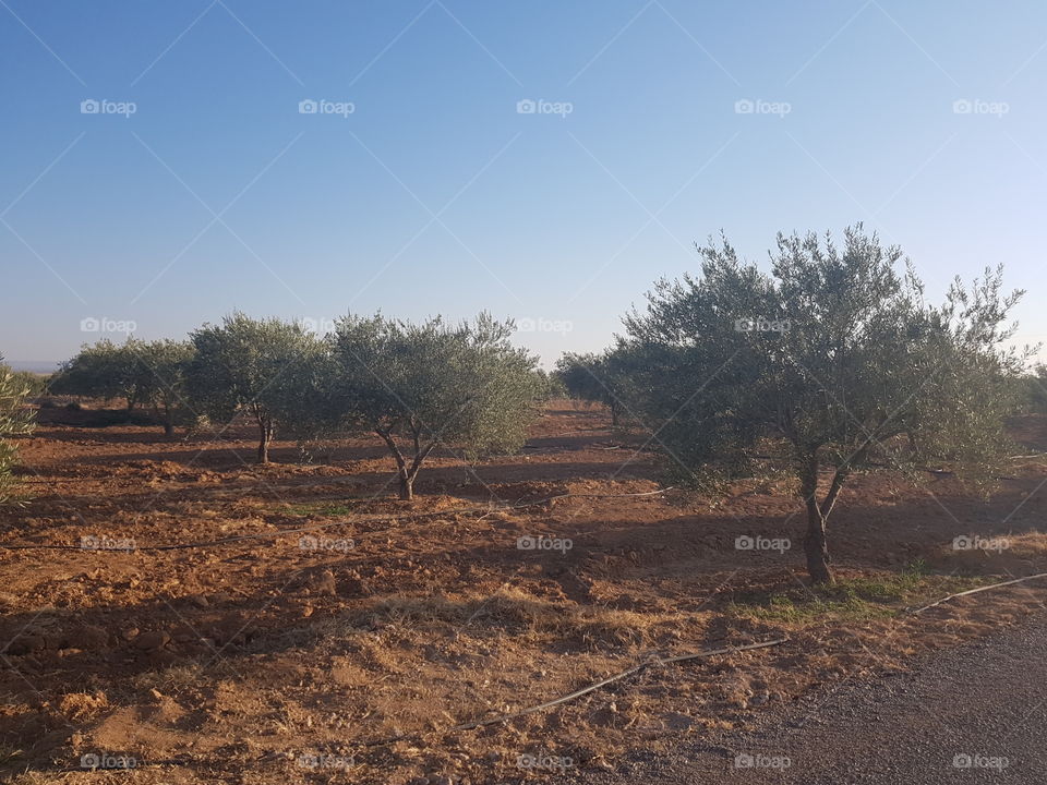Tunesia olive fields