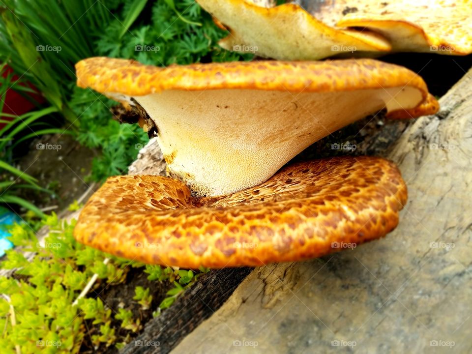 Taking a walk in the woods