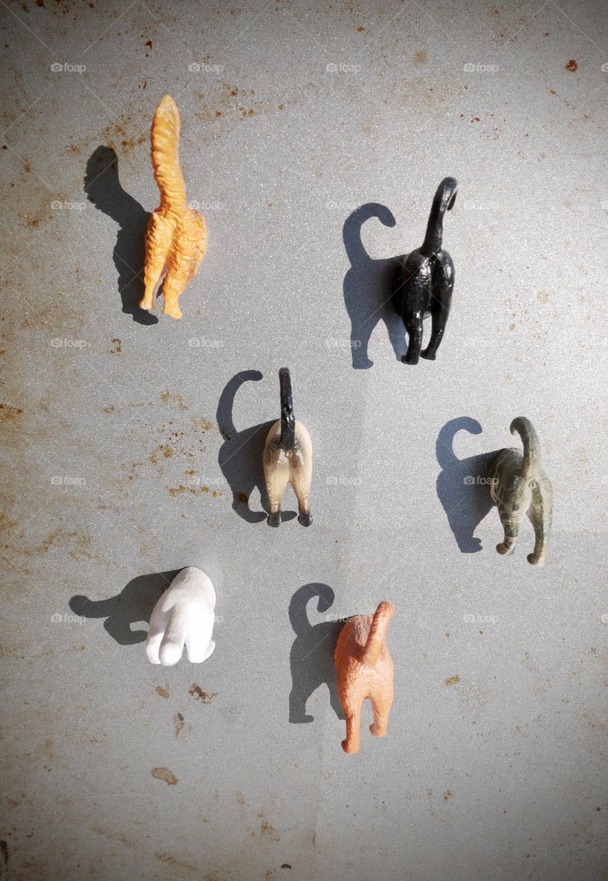 A humorous portrait of the backside of a cat. These magnets cats a great shadow! 