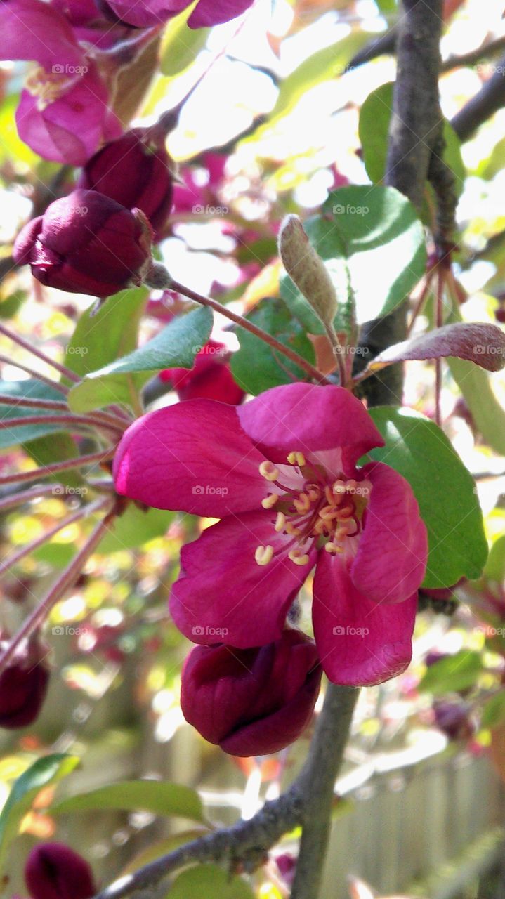 Nature, Flower, Branch, Leaf, Tree