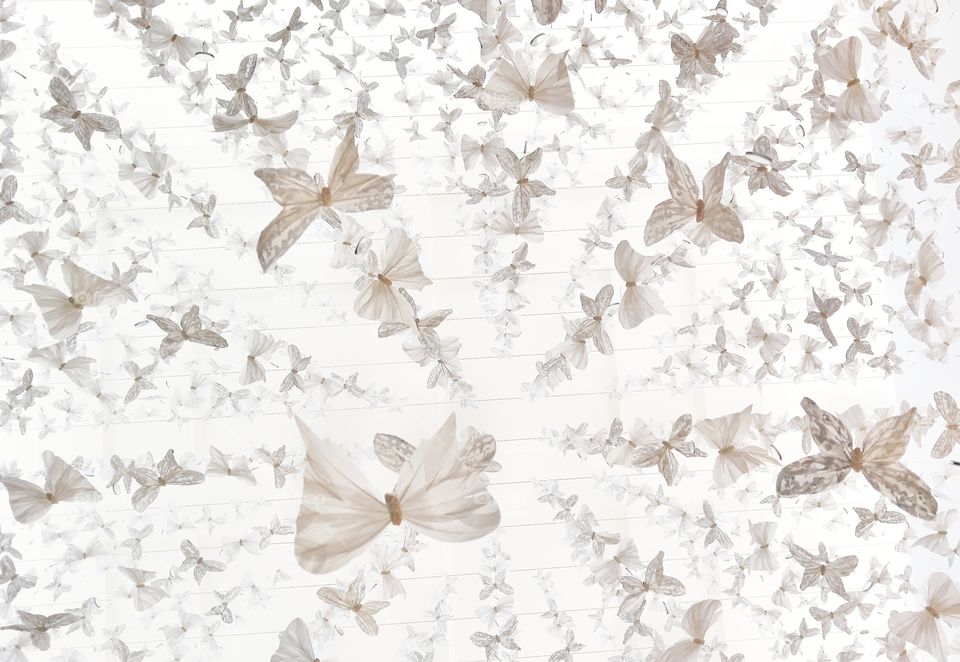 butterflies at the domain