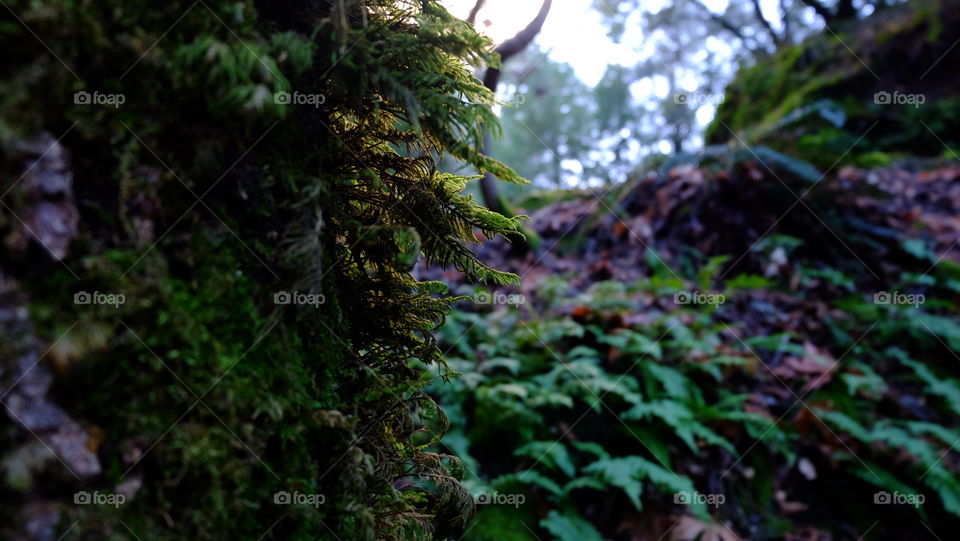 Moss on thick bark of a tree in forest