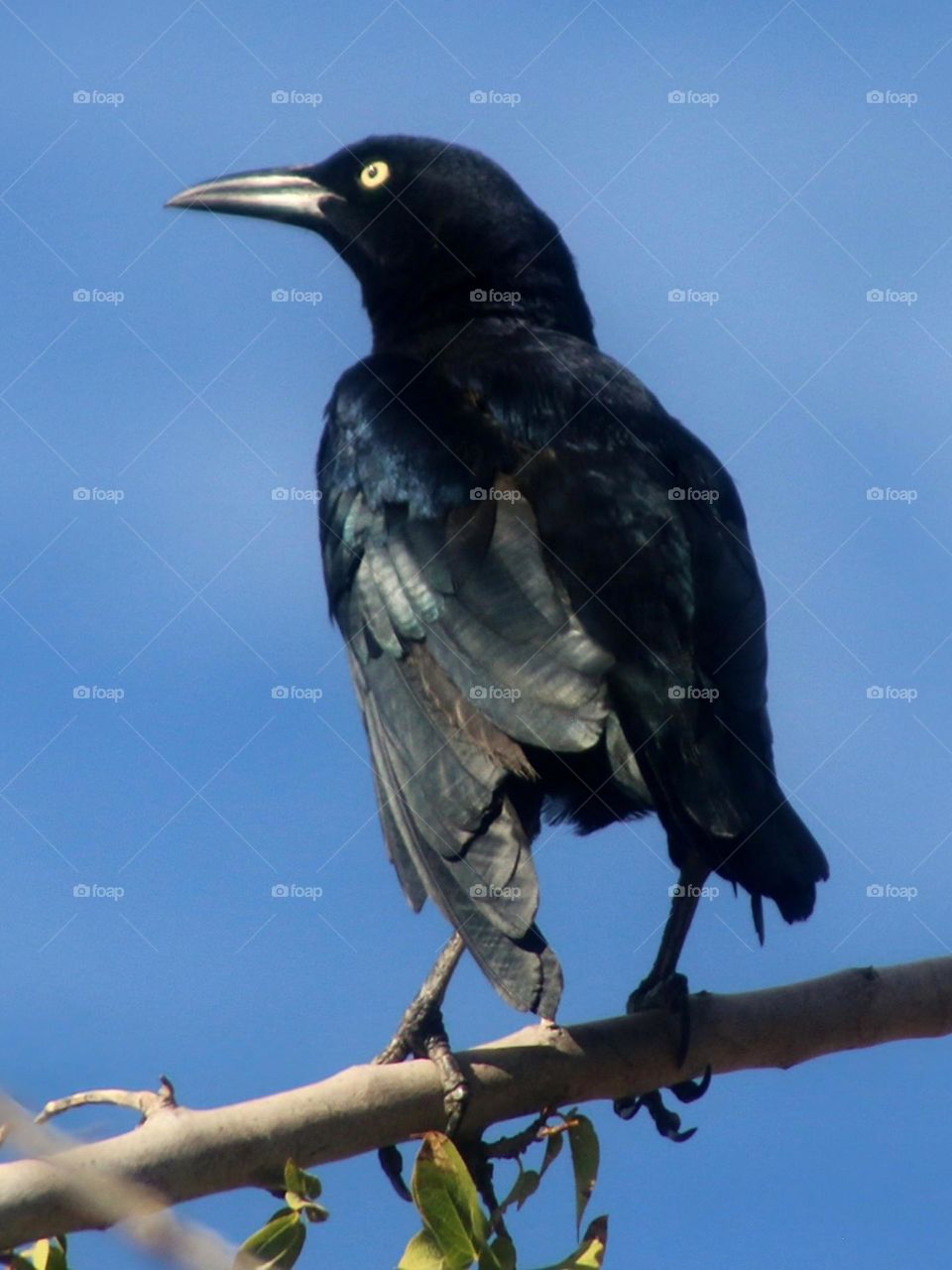 Beautiful Male Grackle on Branch