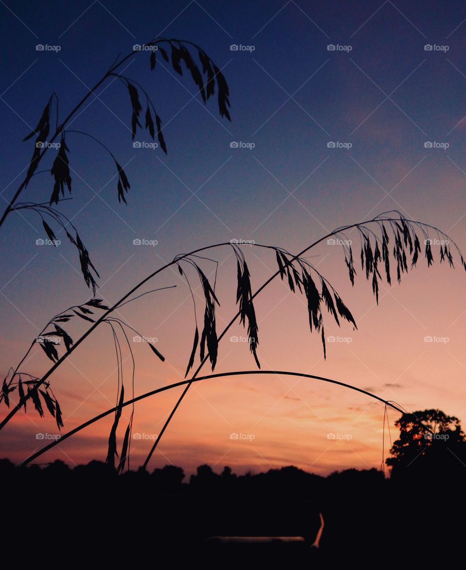 silhouette tall plant against sunset sky