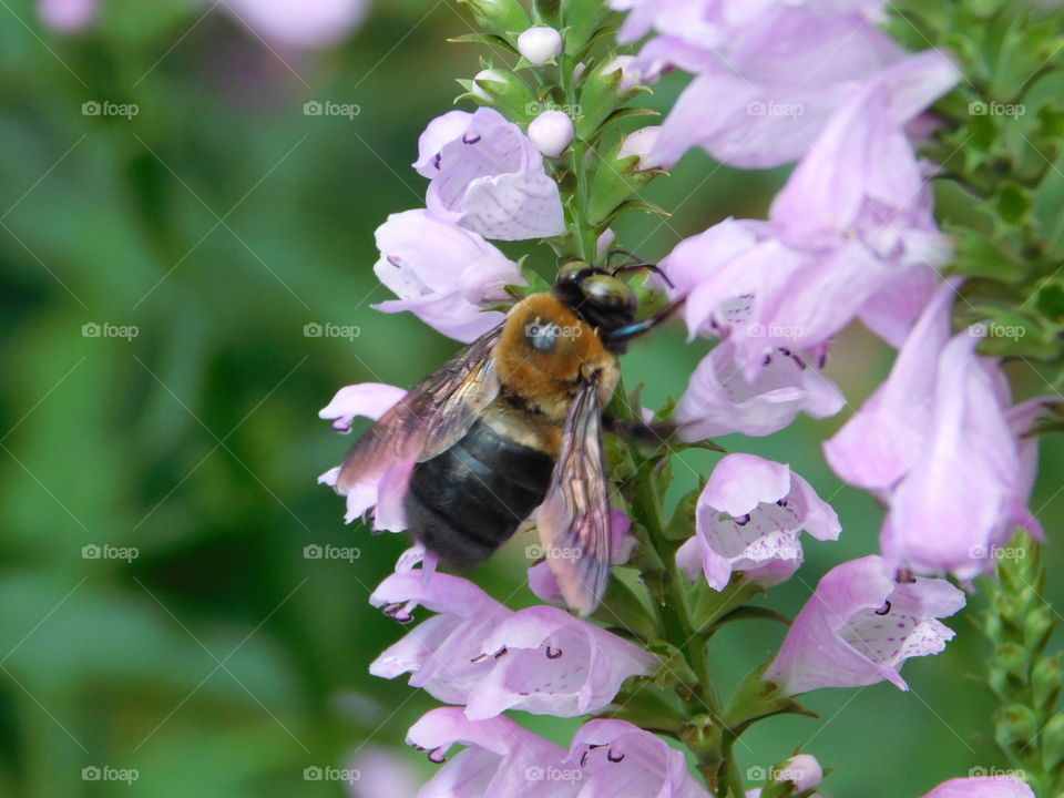 Bee with flower