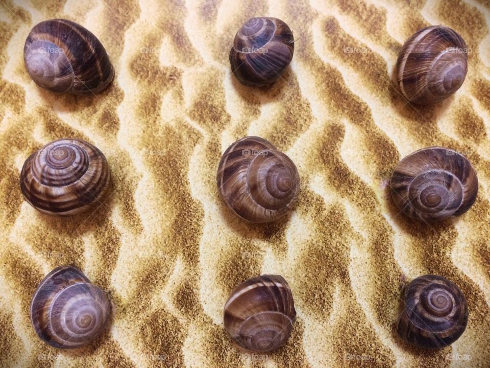 Brown seashells 