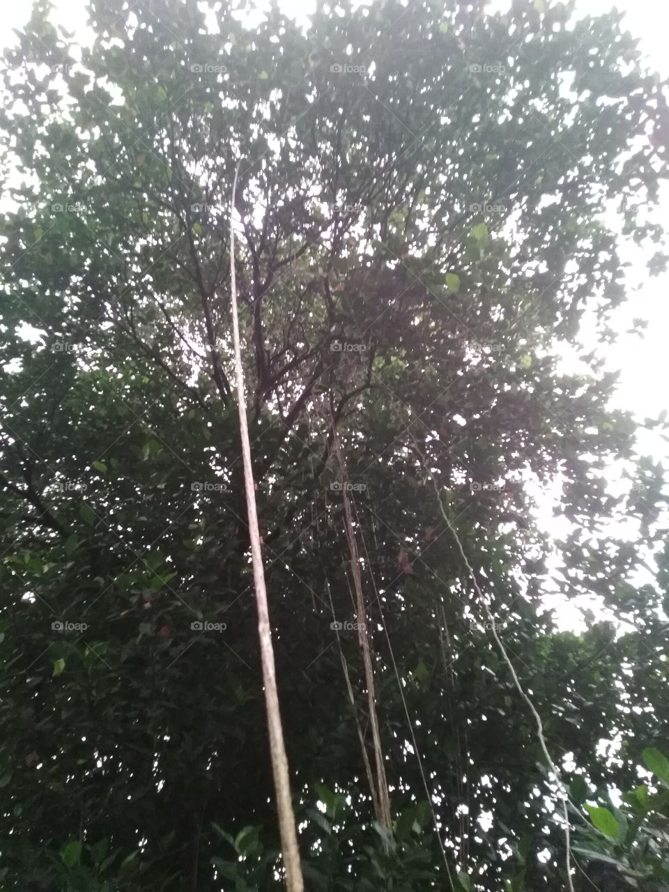 roots hanging from tree