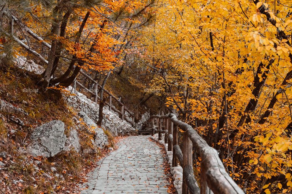 Empty paved footpath in woods with beautiful autumn colors
