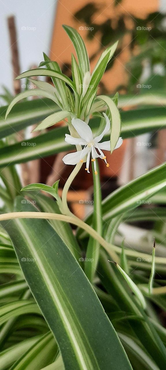 Chlorophytum flower