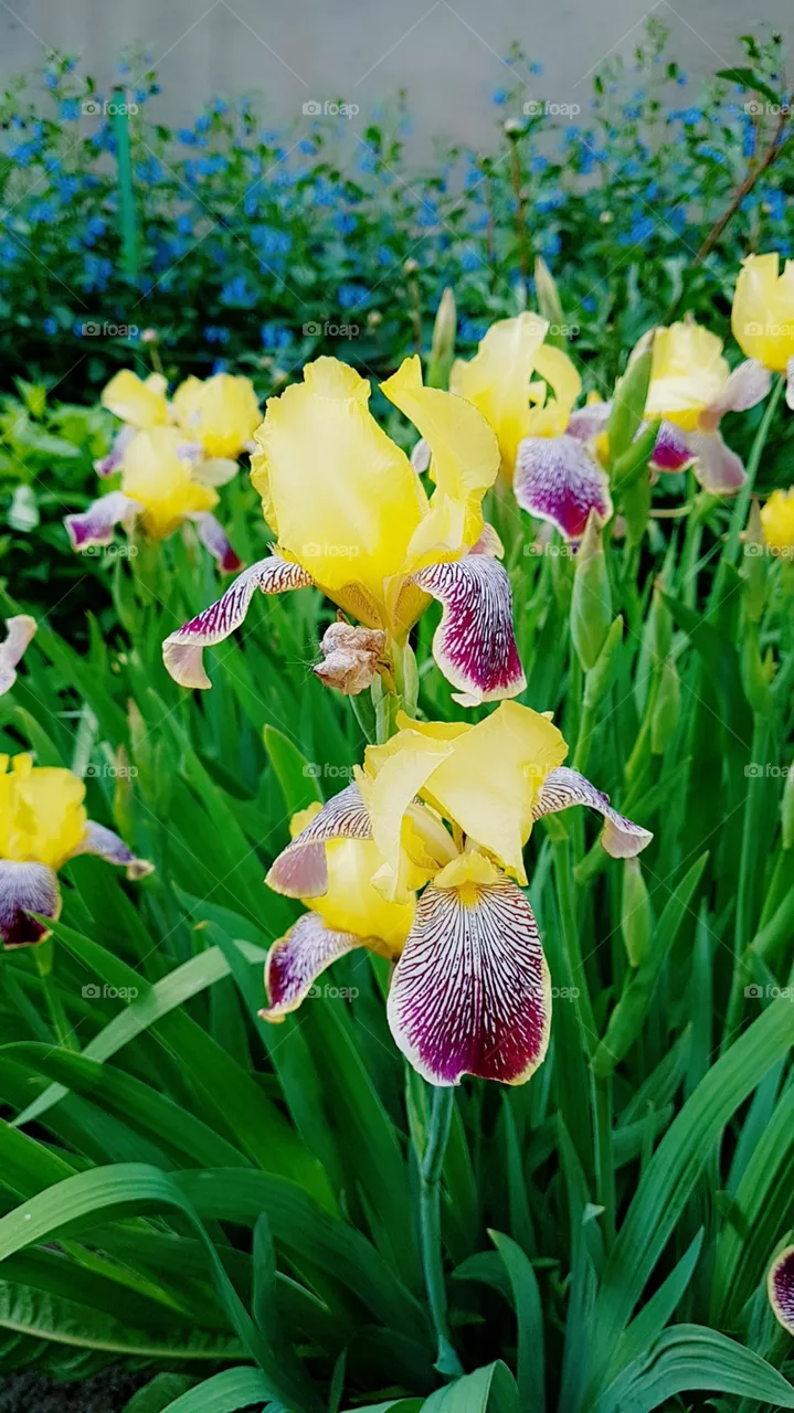 flowers