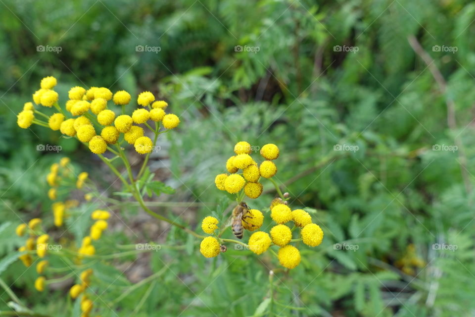 Natural shape of flowers called tansy. A bee has reached to natural yellow circles of tansy.