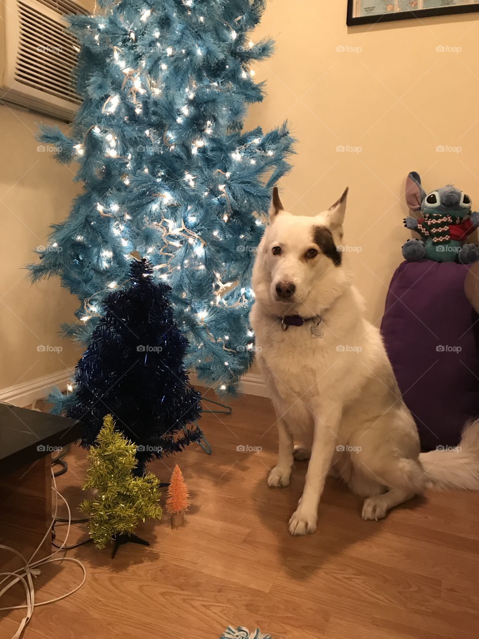 Dog in front of brightly colored Christmas trees
