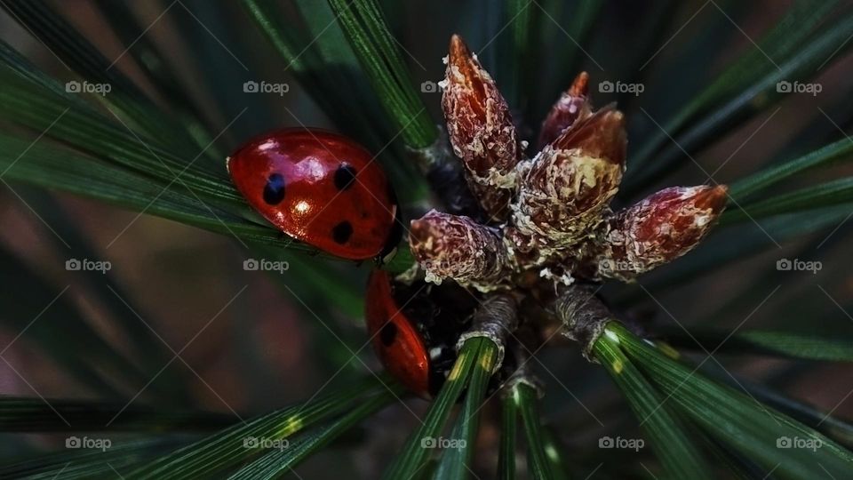 Macro photo of a ladybug in the autumn forest