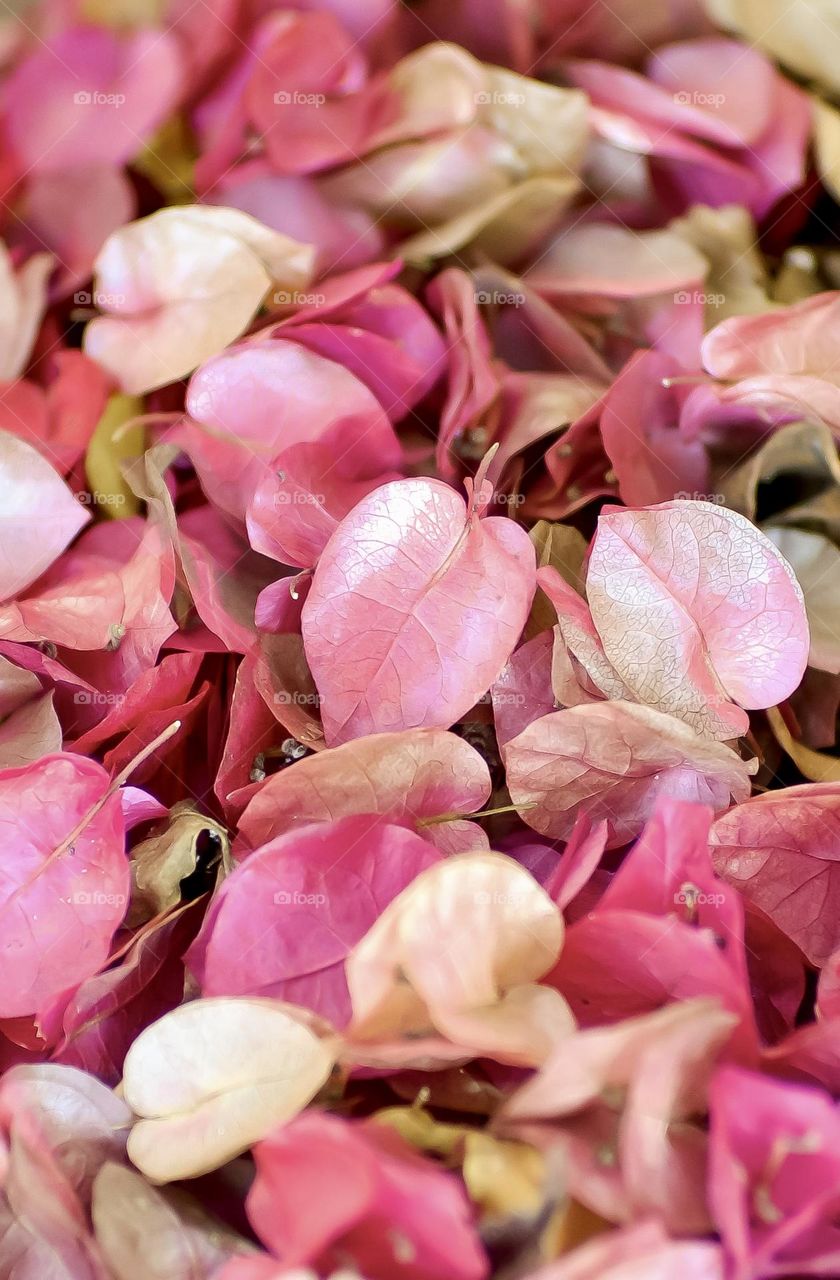 A closeup of pile of spent bougainvillea flowers.