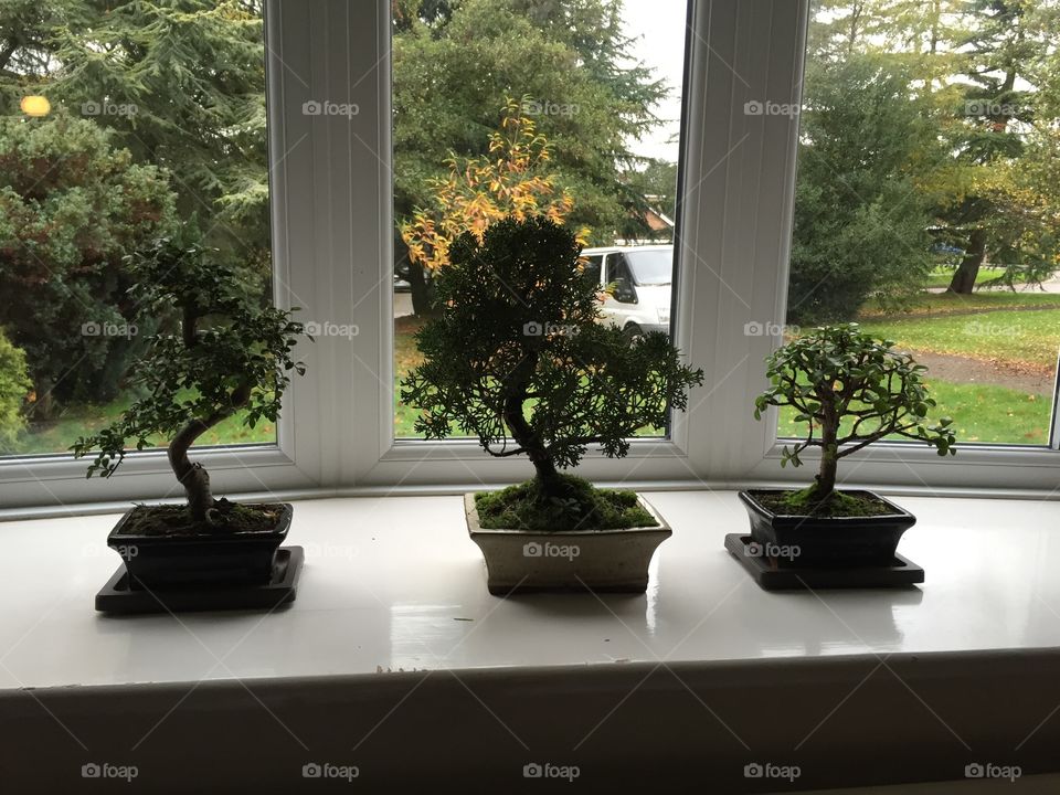 Bonsai bonanza 