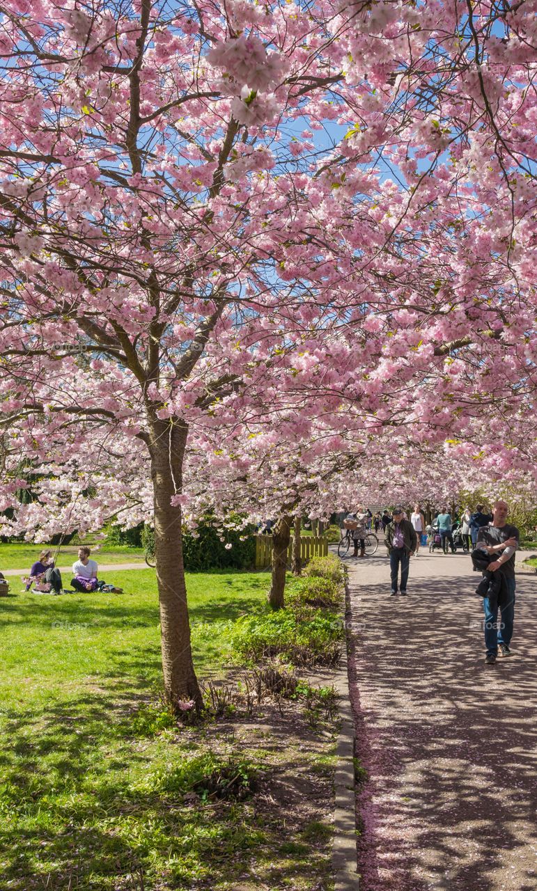 Pink park 