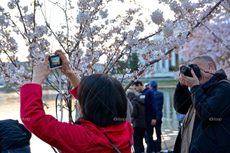 Photographing the Cherry Blossoms